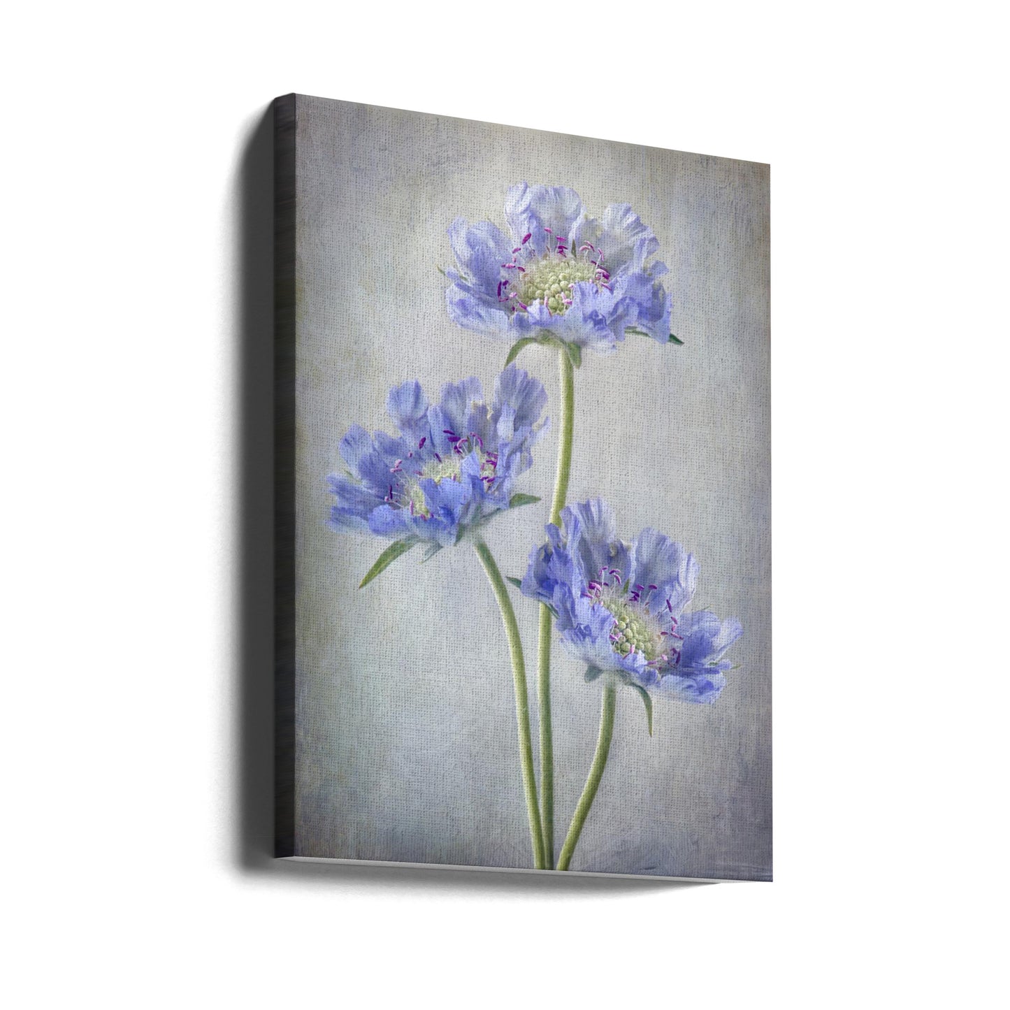 Scabiosa | Lærredsbilleder