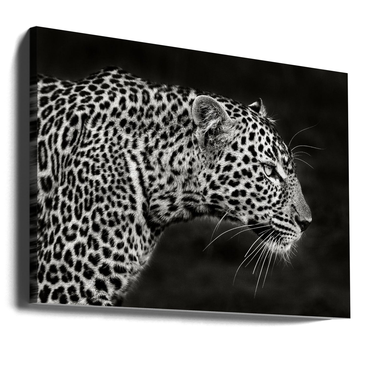 Leoparden-Nahaufnahme | Leinwand-Bilder