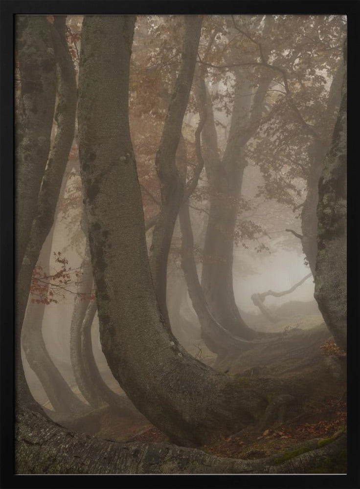 vridna bokträd | Poster