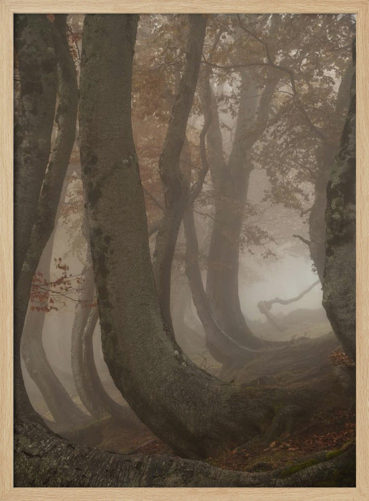 vridna bokträd | Poster