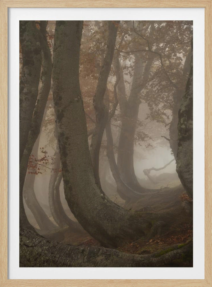 vridna bokträd | Poster