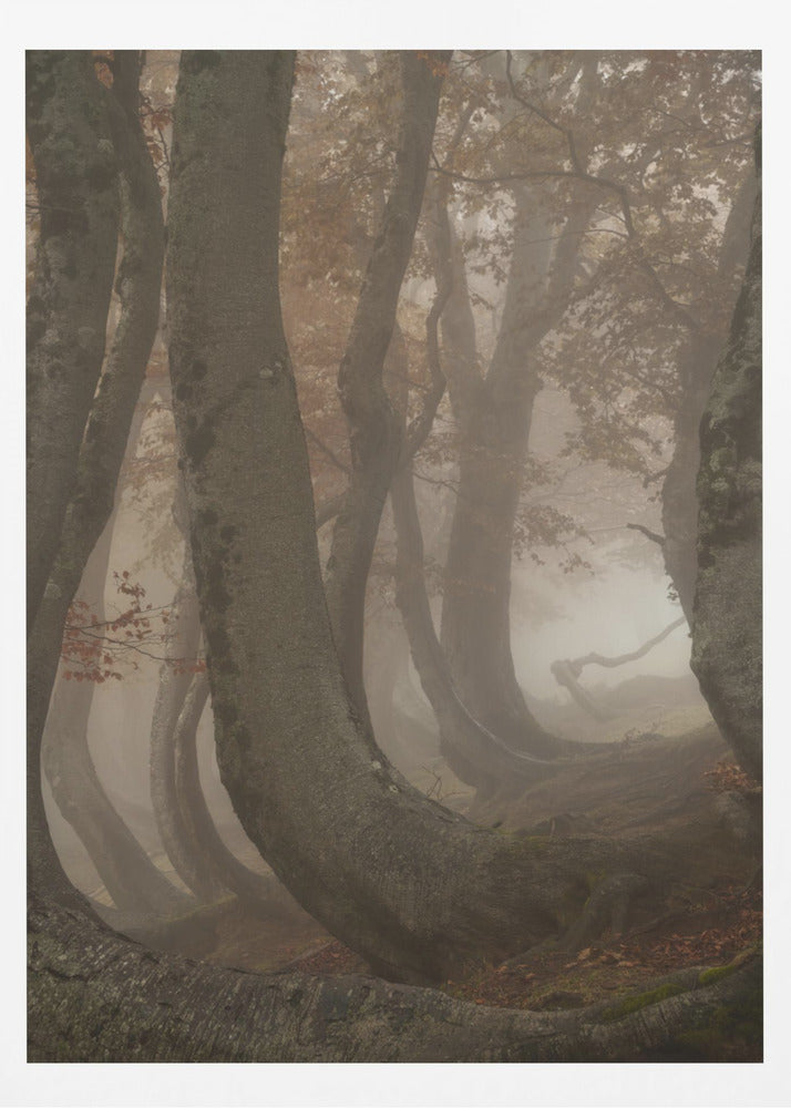 vridna bokträd | Poster