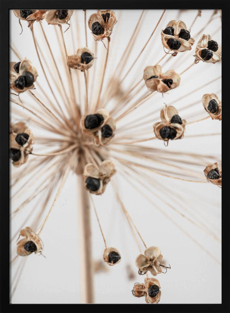 Dried_007 | Poster