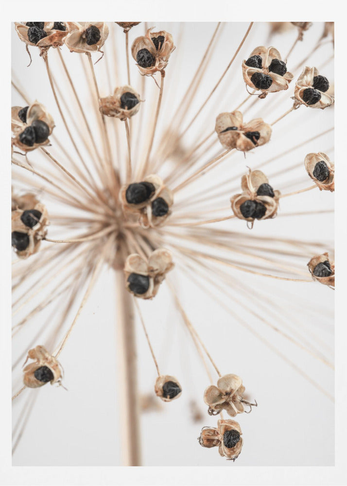 Dried_007 | Poster