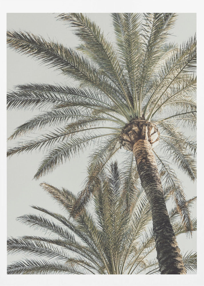 Palm_005 | Affisch