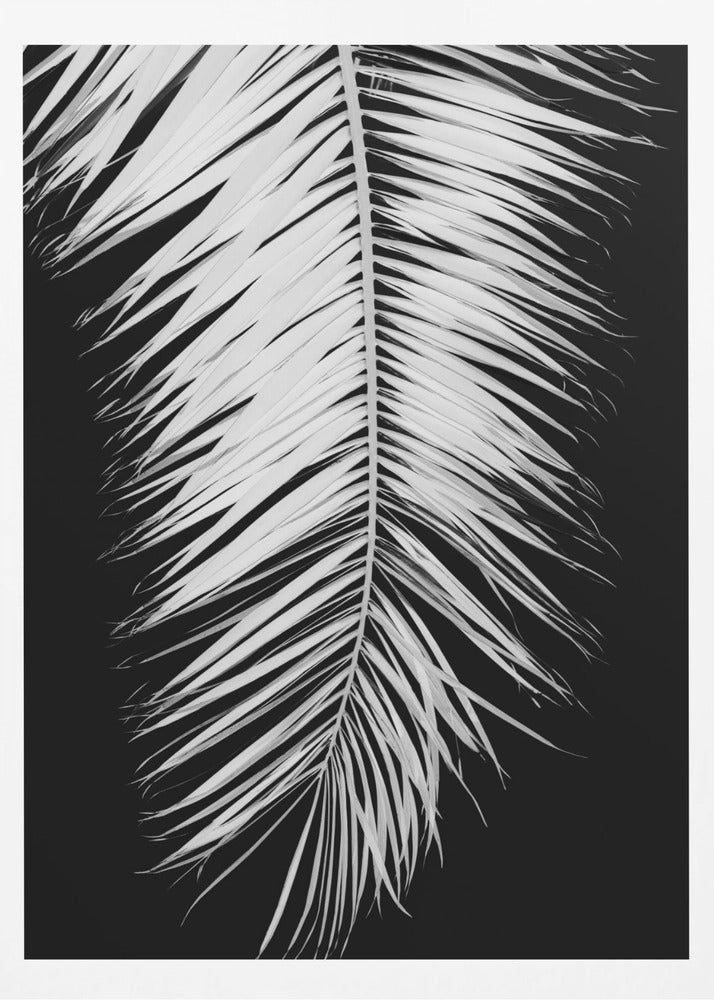 Palmblad_004 | Poster