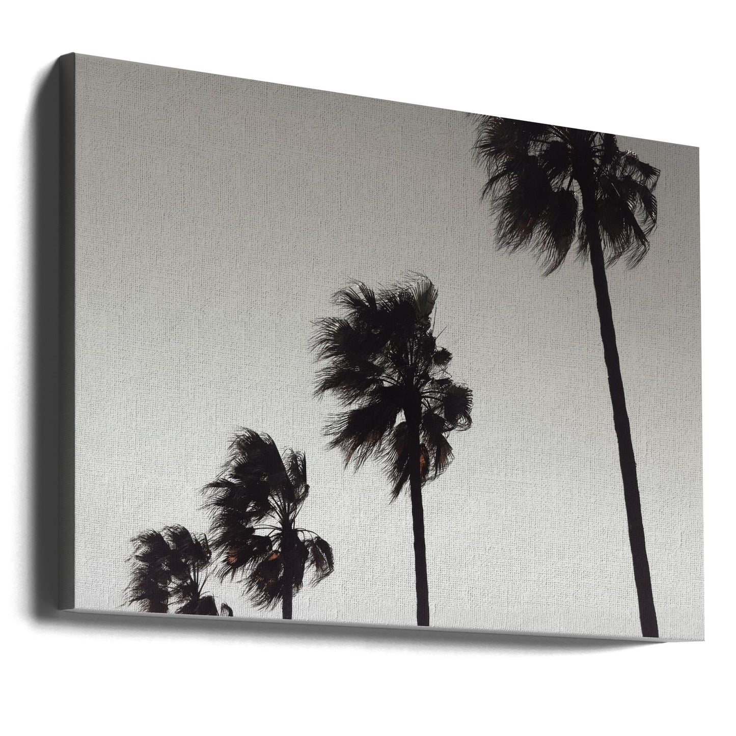 Palm_004 | Canvas