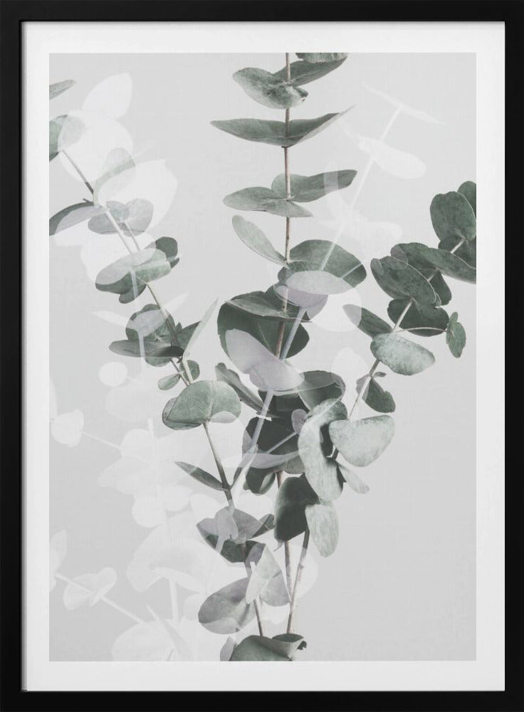 Eucalyptus_002 | Poster