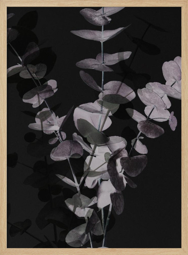 Eucalyptus_Negative_001 | Poster