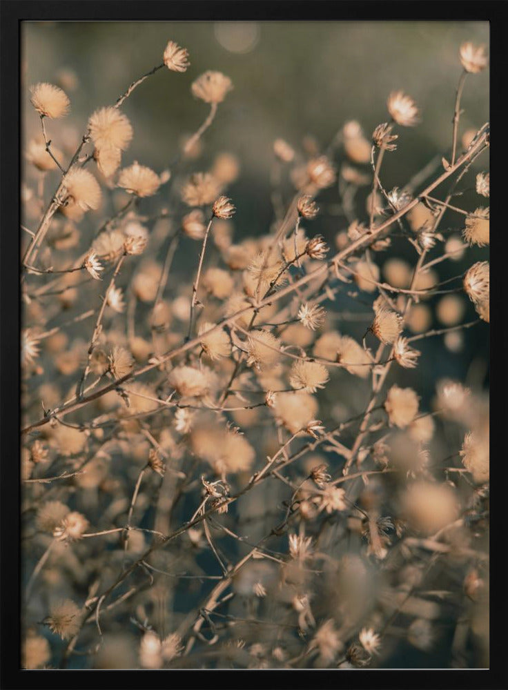 Strandblommor_003 | Poster