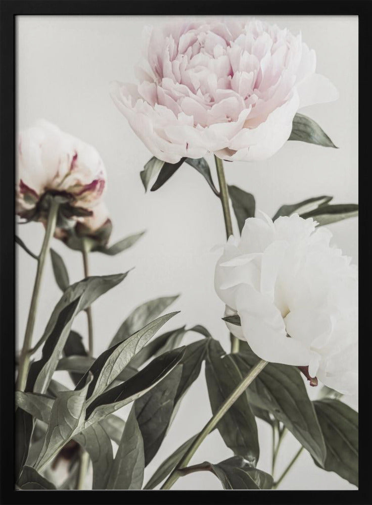 Pion 04 | Poster