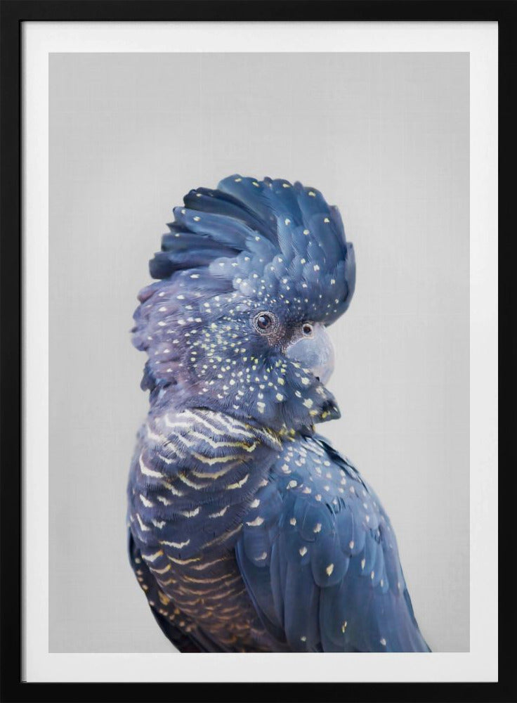 Black Cockatoo | Poster