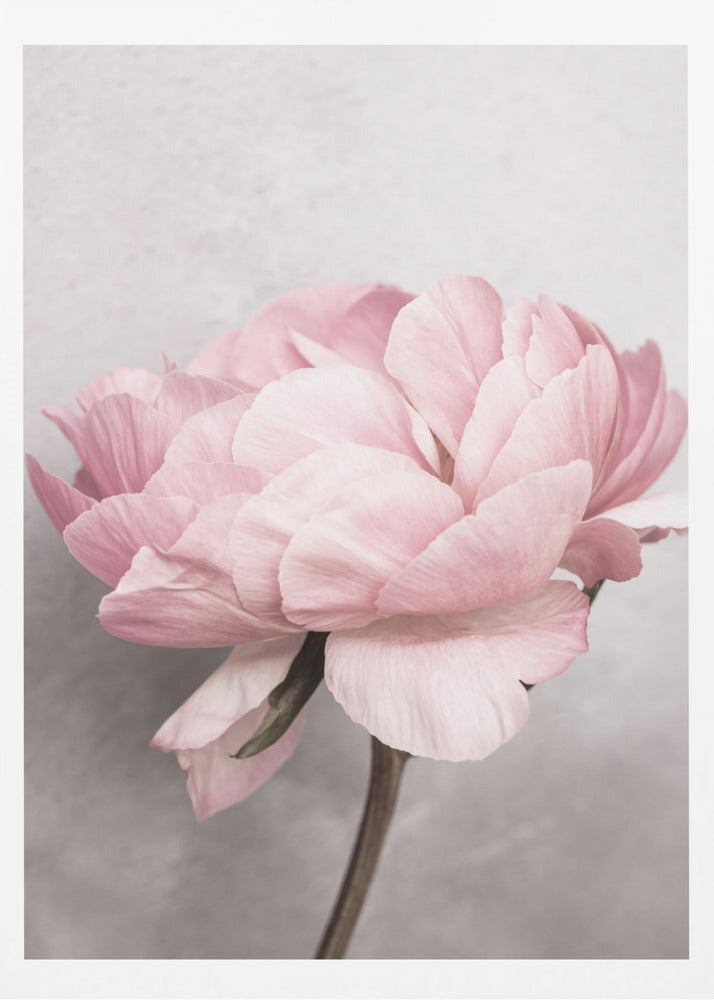 Peony | Poster