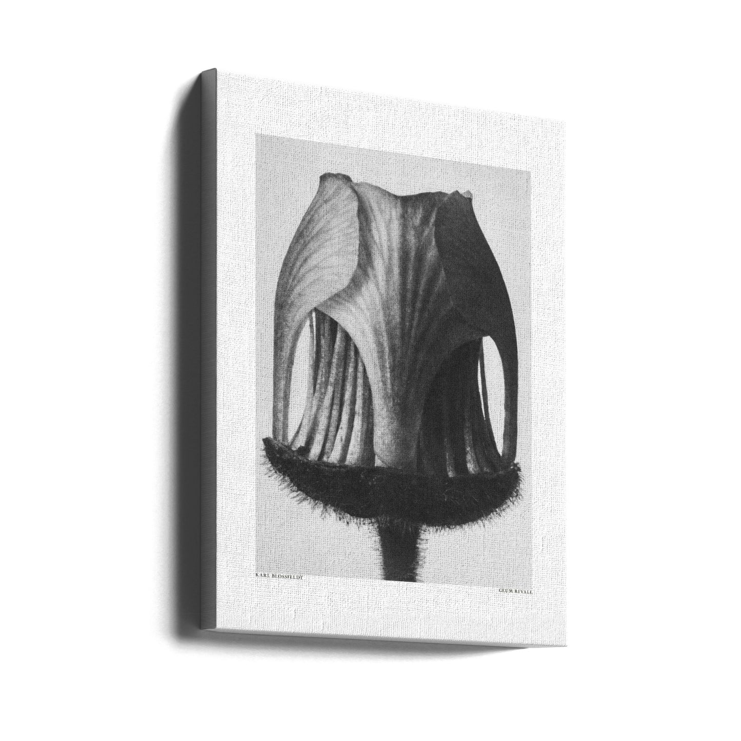 Geum Rivale | Canvas