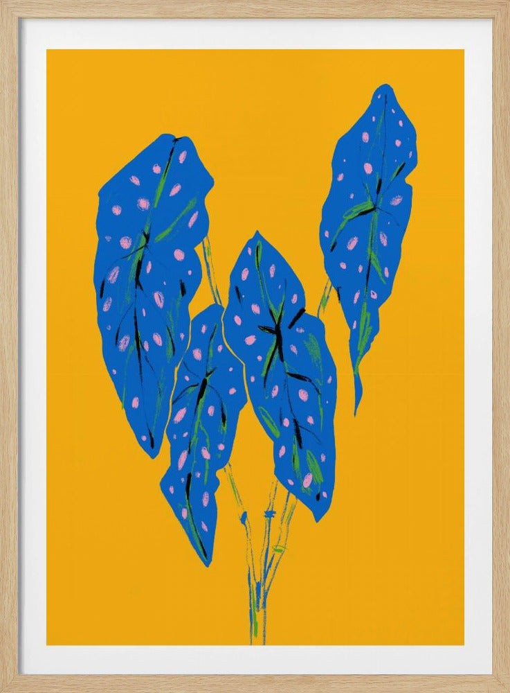 Begonia maculata blå och gul | Poster