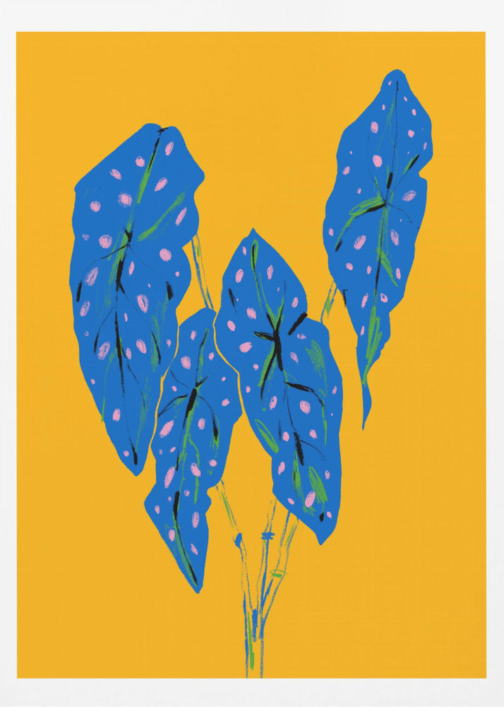 Begonia maculata blå och gul | Poster