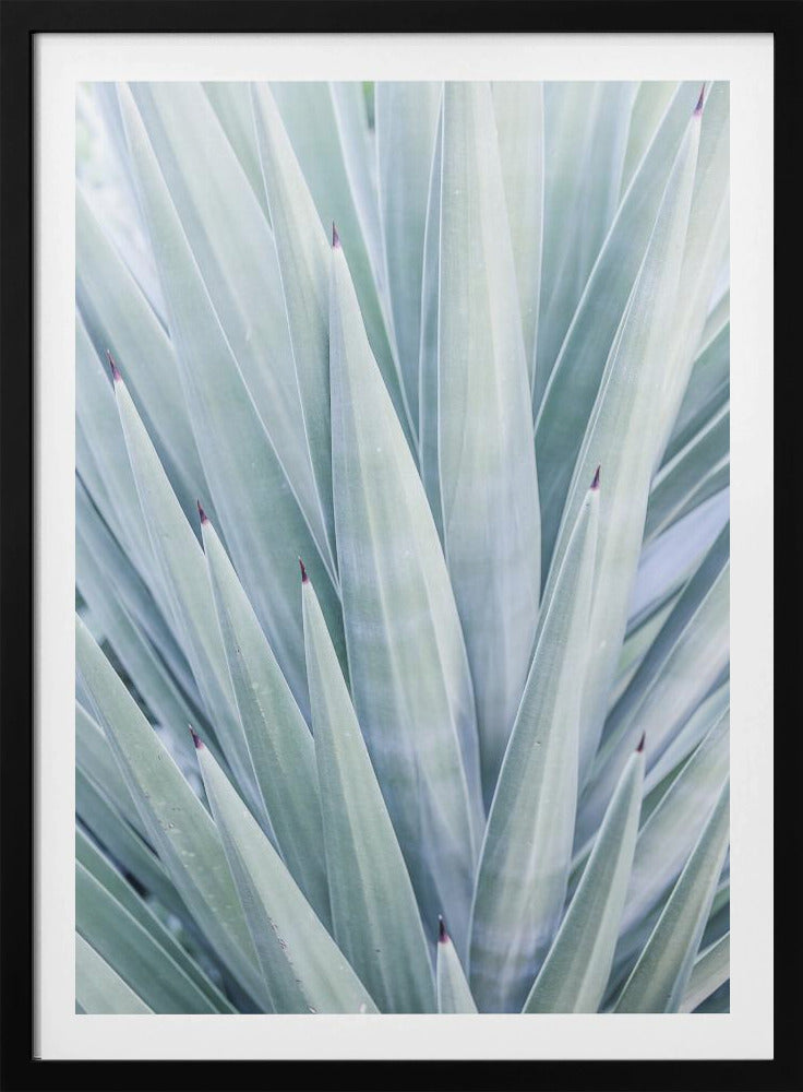 Azur Agave Dans | Poster