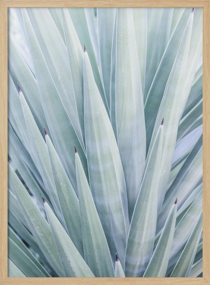 Azur Agave Dans | Poster