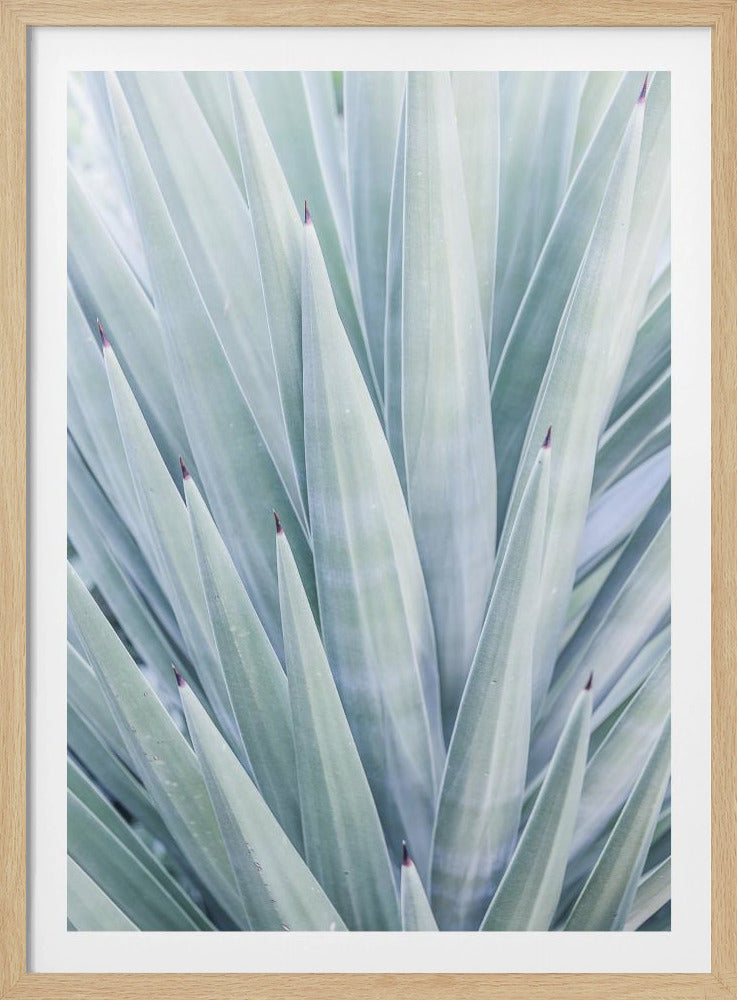 Azur Agave Dans | Poster