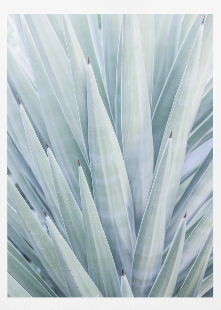 Azur Agave Dans | Poster