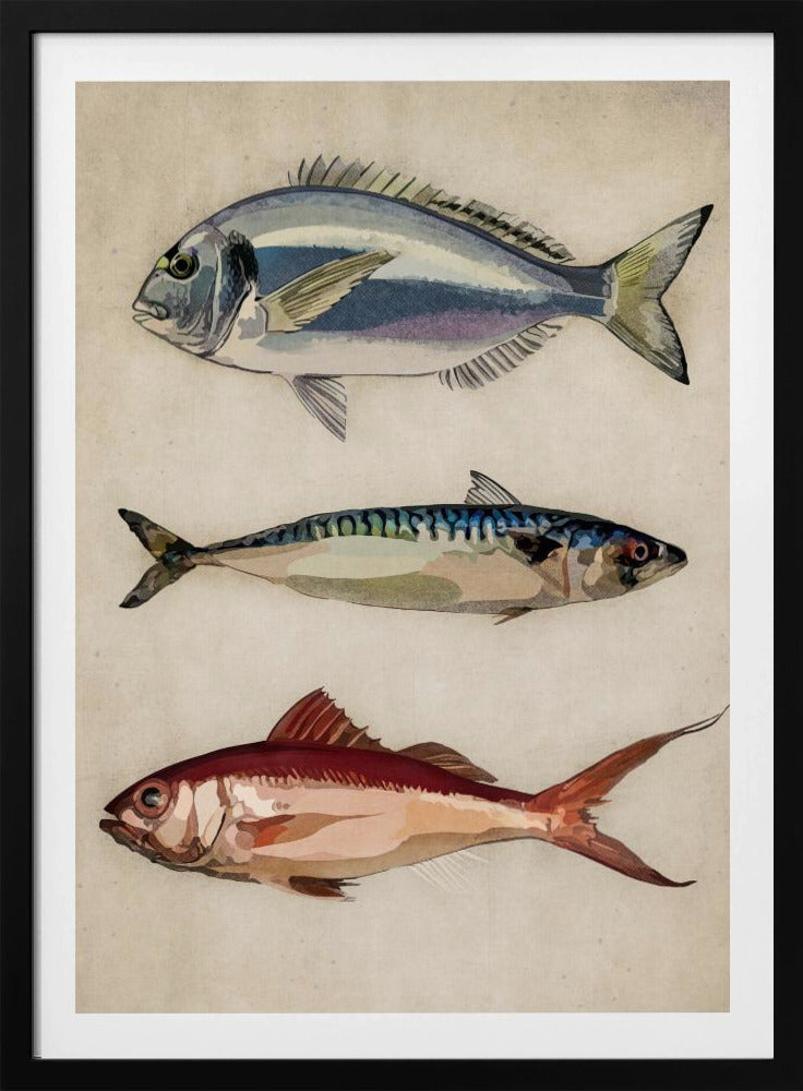 01 Deniz Baliklari Copy | Affisch