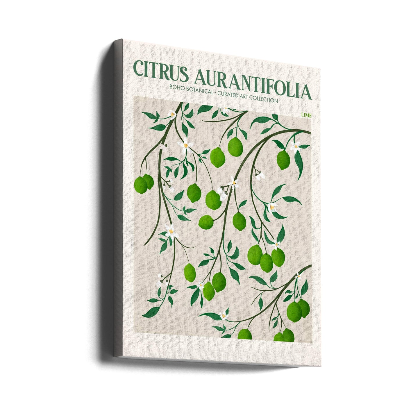 Citrus Aurantifolia - Lime | Canvas