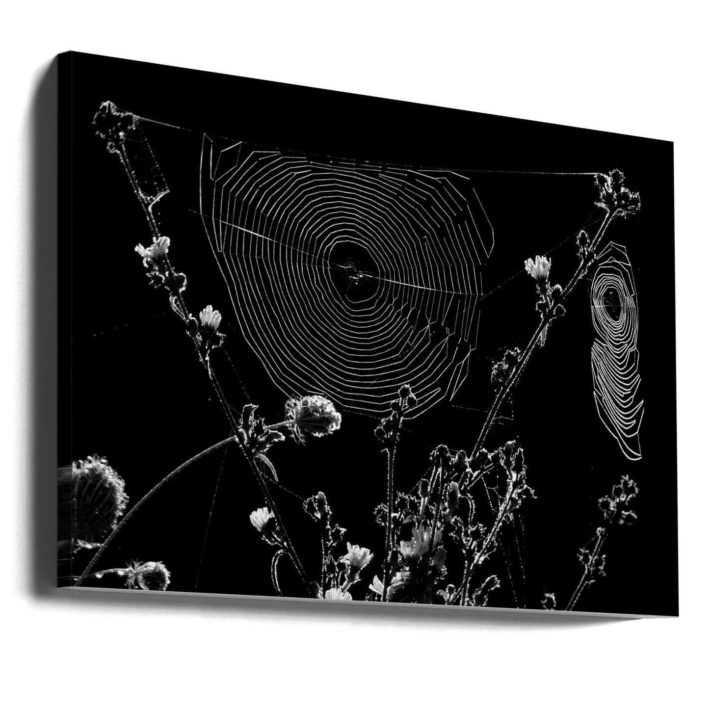 Spider Webs | Canvas