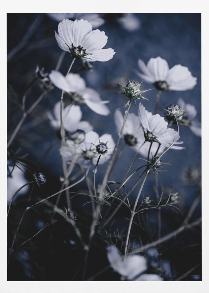 Vilda blommor 10 | Poster
