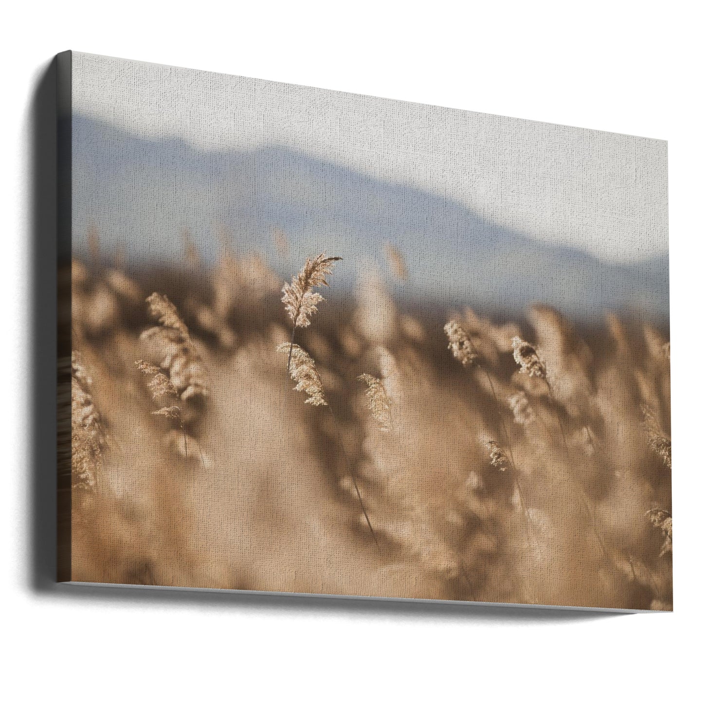 Kärrgräs nr 11 | Canvas