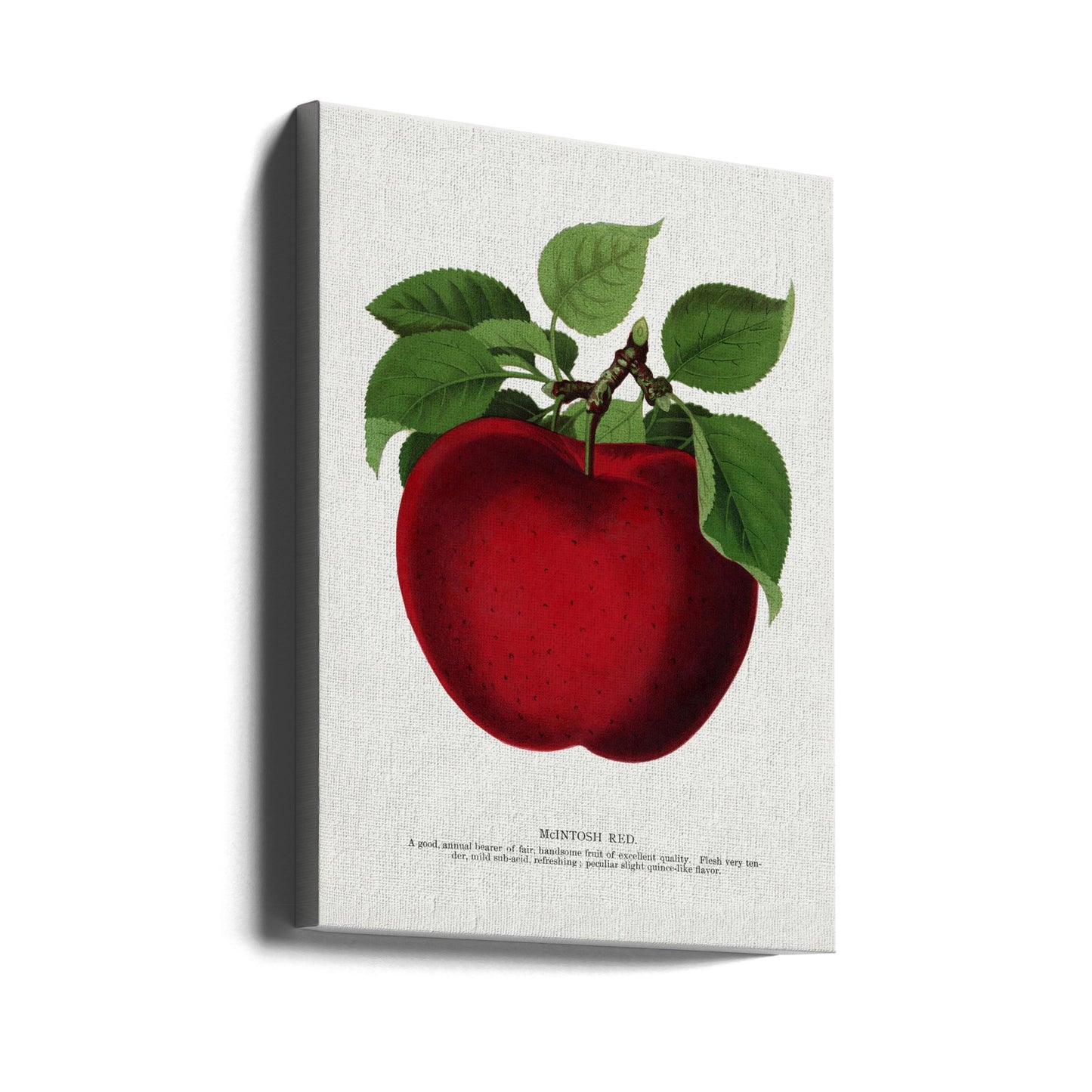 McIntosh Red Apple Litografi | Duk