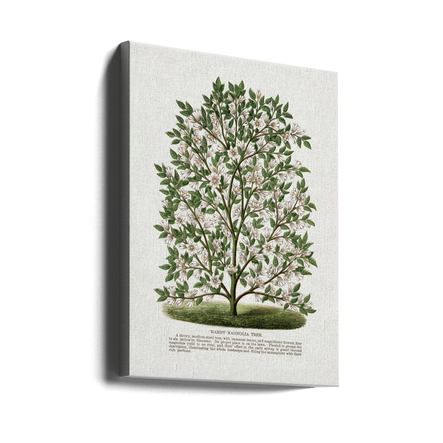 Hardy Magnolia Tree Lithograph | Canvas