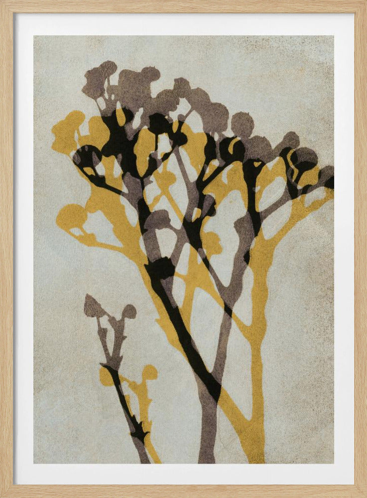 Ekon av Gypsophila | Poster
