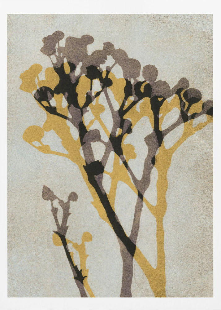 Ekon av Gypsophila | Poster
