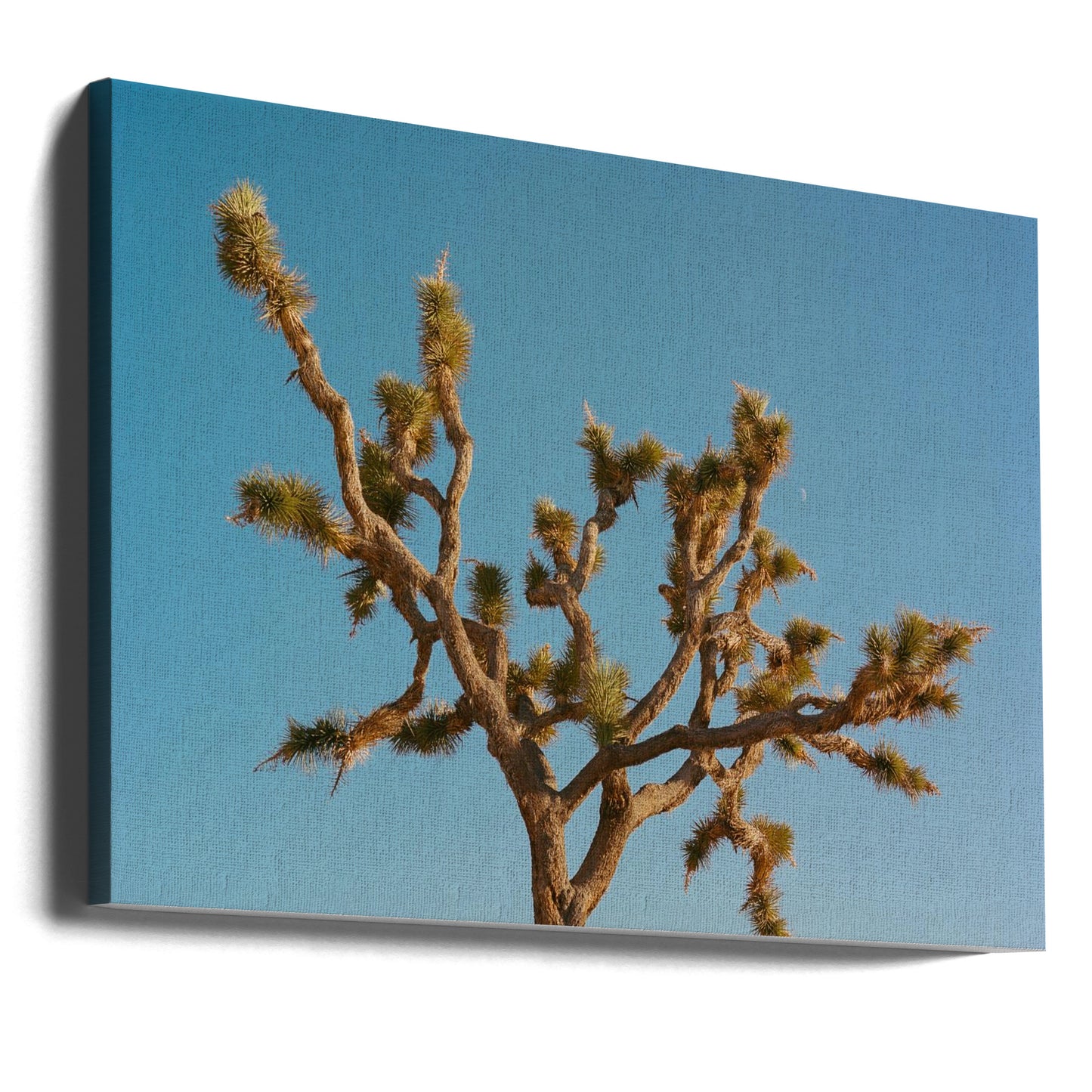 Joshua Tree Moon III | Canvas