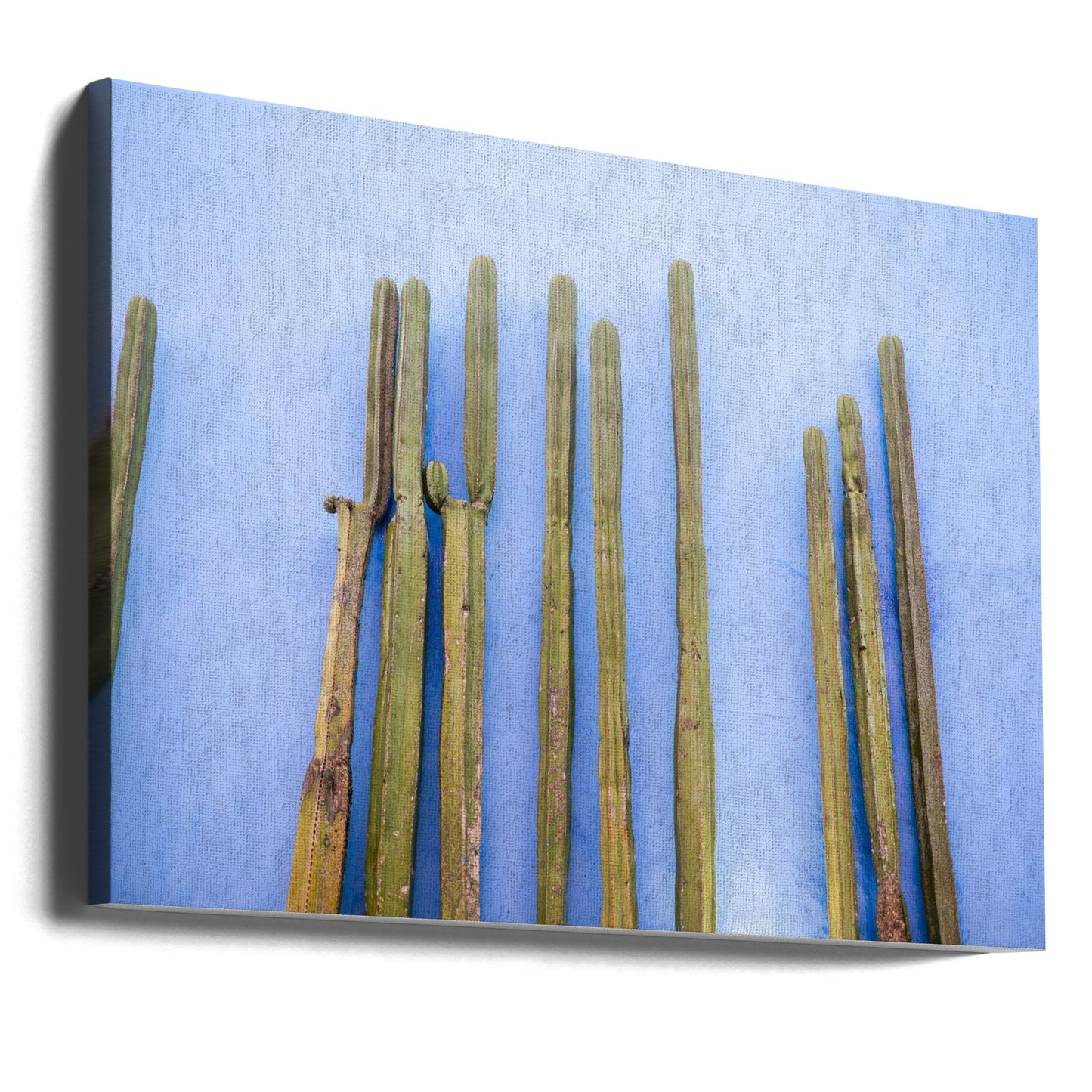Cactus altos sobre azul | Viajes a Oaxaca México | Impresiones en Lienzo
