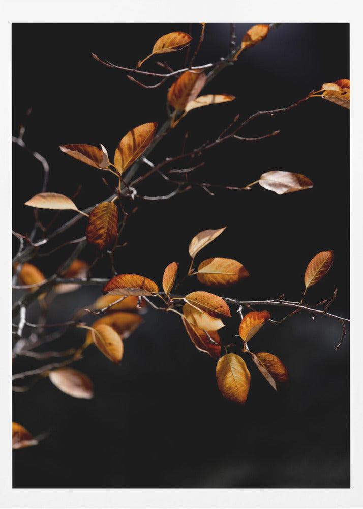 Autumn Leaves 15 | Poster