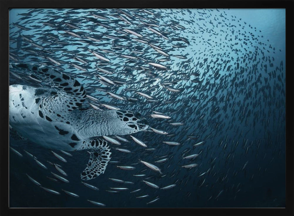 Böj | Affisch