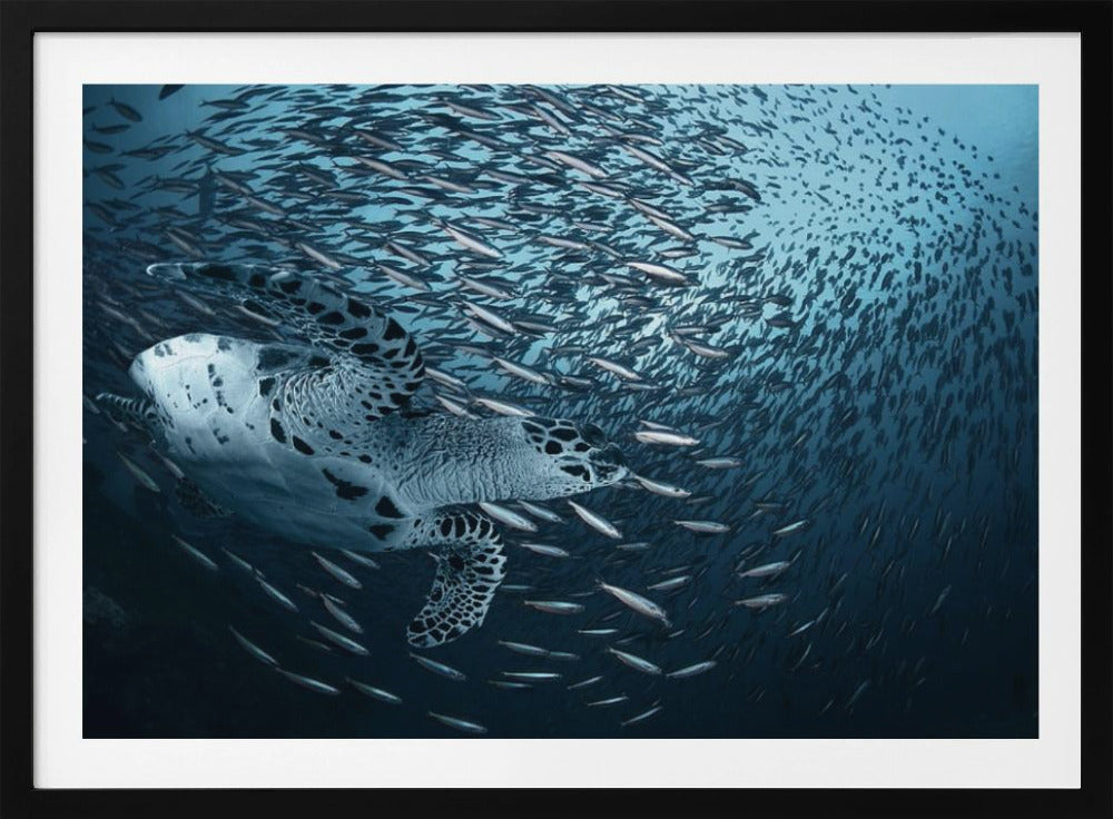 Böj | Affisch