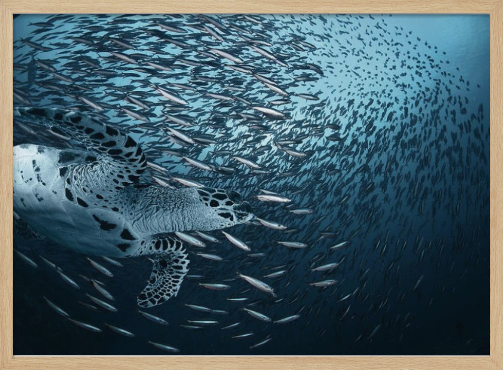 Böj | Affisch