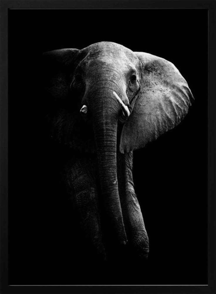 Elefant! | Poster