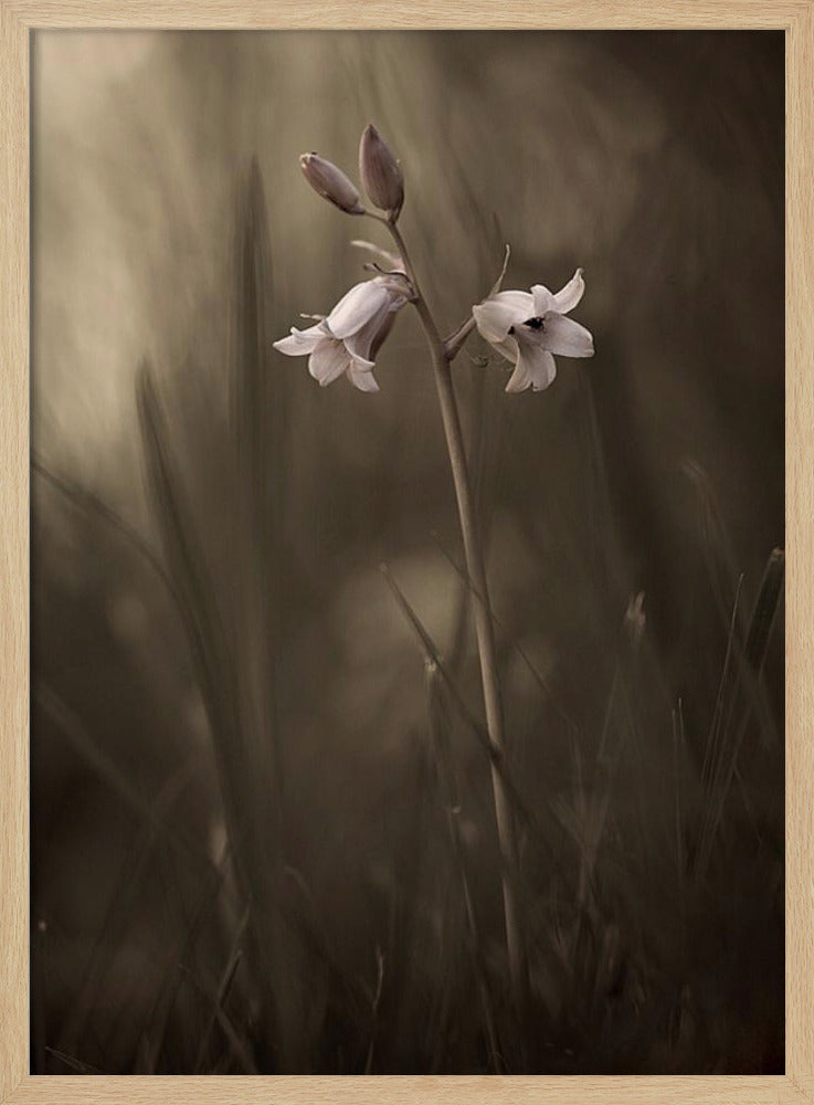 En liten blomma på marken | Poster