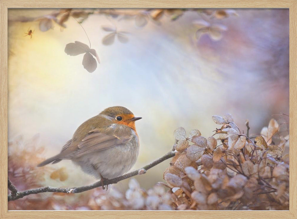Robin über Träume | Poster - Kunstdruck