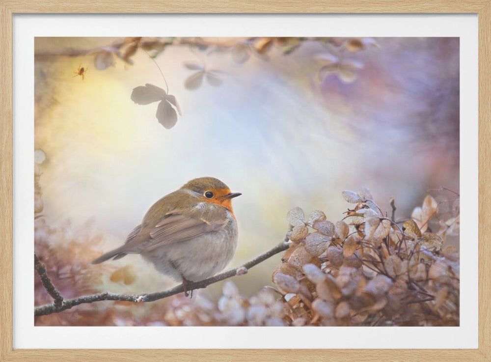 Robin über Träume | Poster - Kunstdruck