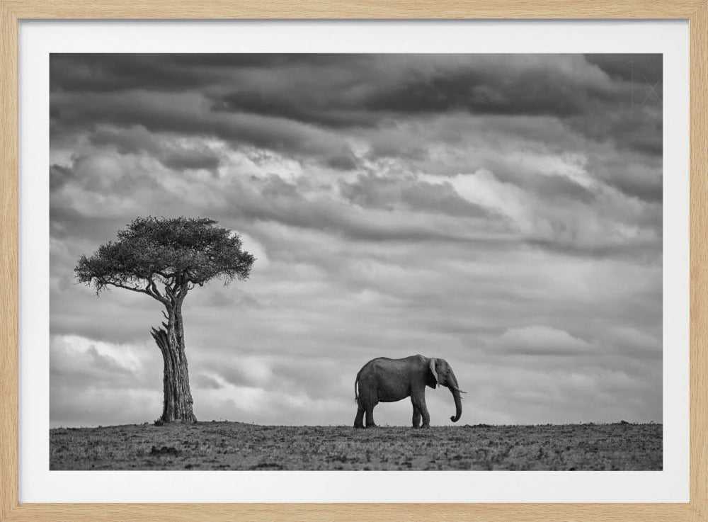 Paysage d'éléphants | Posters - Affiche Artistique