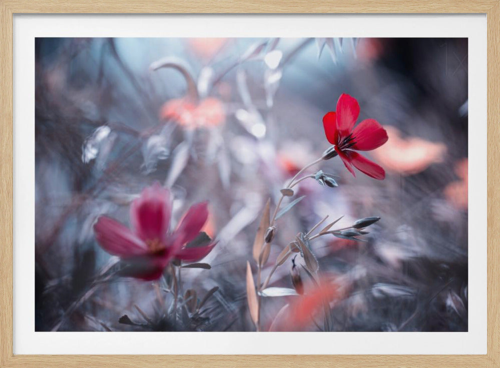 Une Fleur, une Histoire | Affisch