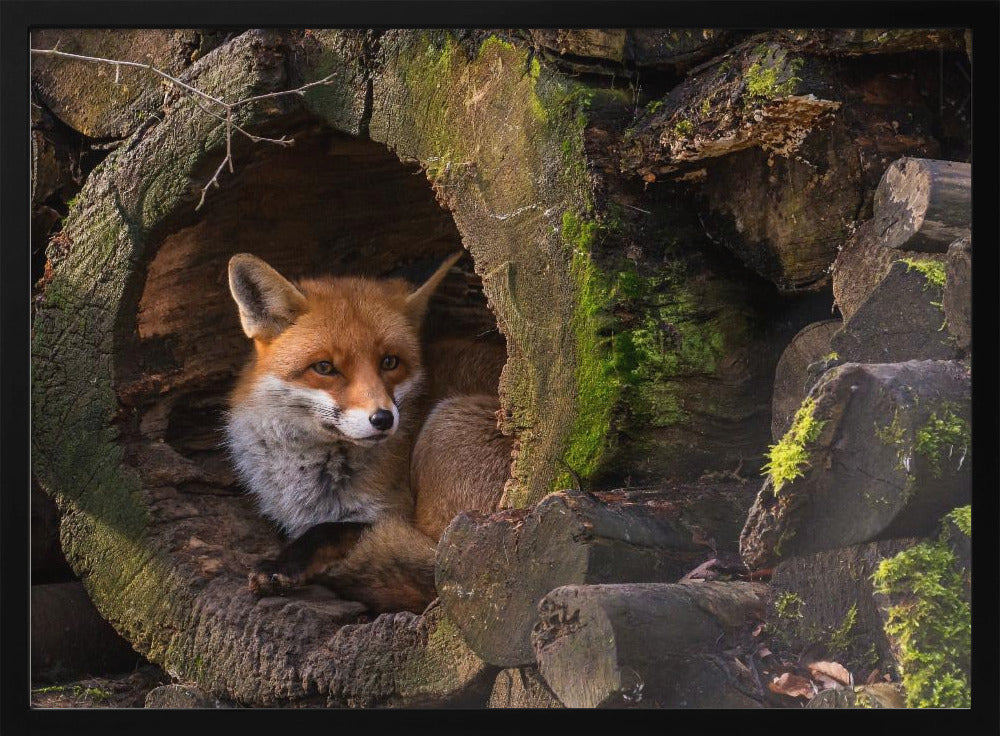 Renard | Posters - Affiche Artistique