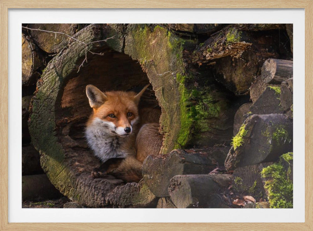 Renard | Posters - Affiche Artistique