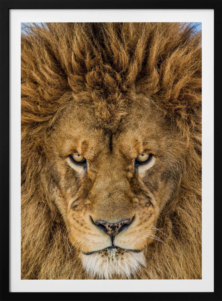 Seriöst lejon | Poster