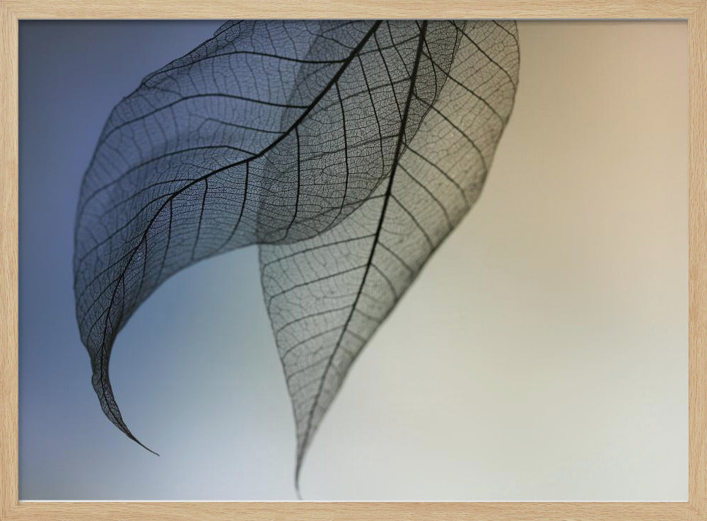 Cavatina | Plakater - Kunsttryk