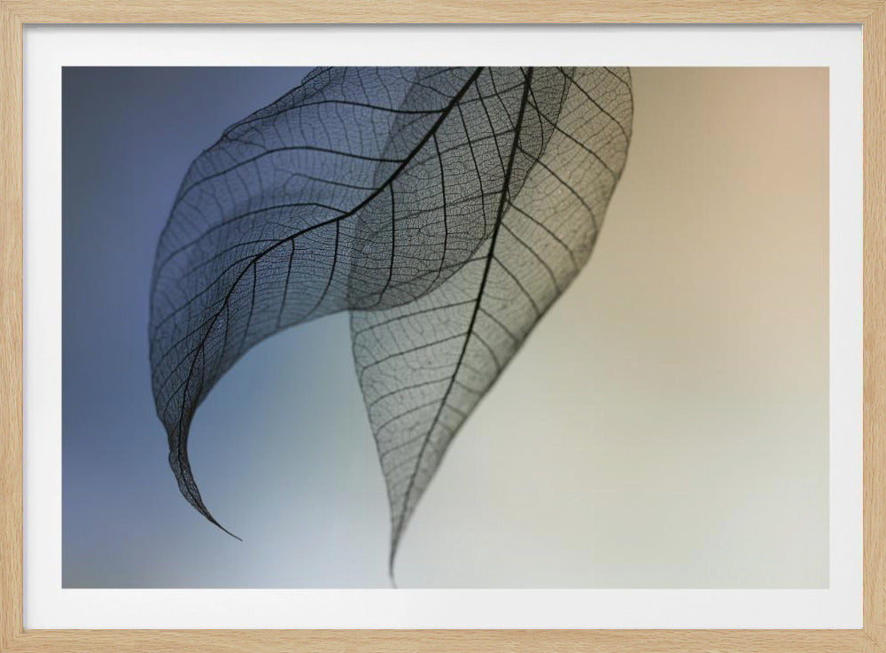 Cavatina | Plakater - Kunsttryk